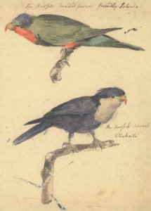 Philip Reinagle Two Studies Of Parrots Birds 1790 Painting Postcard