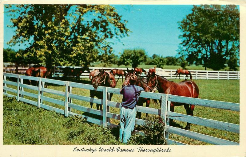 Blue Grass Horse Farm Ketucky KY Thoroughbreds pm 1973 Postcard