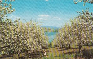 Canada Apple Orchard In Bloom and Kalamalka Lake British Columbia 1959