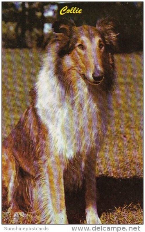 Dogs Beautiful Collie
