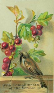 1870's-80's Embossed Victorian Holiday Trade Card Red Berries Wild Bird P82