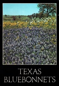CONTINENTAL SIZE POSTCARD FIELDS OF TEXAS BLUEBONNETS THE TEXAS STATE FLOWER