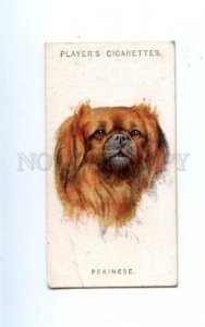 166932 PEKINESE by WARDLE Player CIGARETTE card ADVERTISING