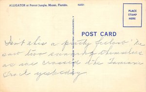 Alligator , Parrot Jungle Miami FL Postcard