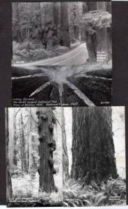CA Lot 4 Redwood Trees Forest REAL PHOTO RPPC Postcards