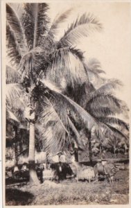 Philippines Illoilo Carabou Working In Coconut Plantation Real Photo