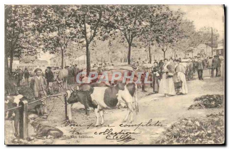 Old Postcard On Cattle Cows