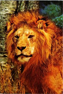 VINTAGE CONTINENTAL SIZE POSTCARD HEAD OF MALE AFRICAN LION