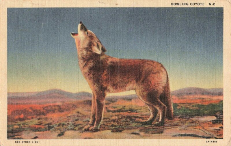 Postcard Howling Coyote New Mexico