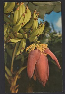 Hawaii A Banana Blossom and Young Fruit in the Verdant Gardens ~ Chrome