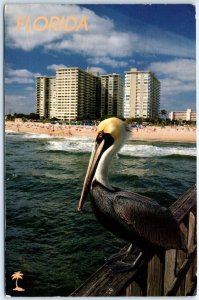Postcard - Pelican - Florida