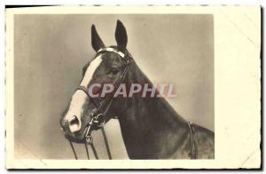 Vintage Postcard Horse Equestrian sports HorsemanshipÂ 