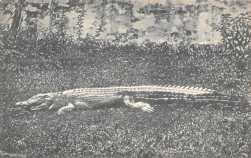 Crocodile Unused 