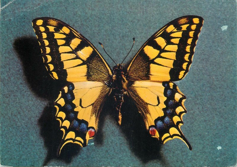 Postcard Animals papilio machaon male Europe