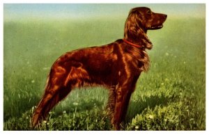 Dog   Irish Setter