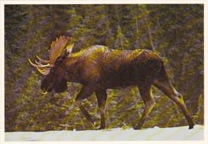 Mighty Moose British Columbia Canada