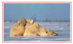 Postcard Polar Bear With Cub Near Churchill Manitoba Canada National Geography