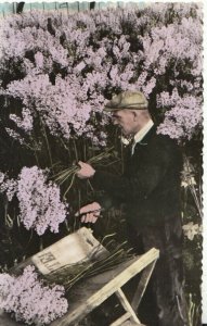 Netherlands Postcard - Cutting Sprays of Lilac - Aalsmeer Flower Auction TZ5629