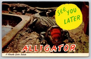 Animals~Alligator Gives A Florida Gator Salute~Big-Wide & Ready~1975 Postcard
