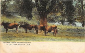 OHIO 1905 Postcard Farm Scene In Ohio Cattle by Rotograph Co
