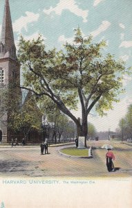 CAMBRIDGE, Massachusetts 1901-1907; Harvard University, The Washington Elm