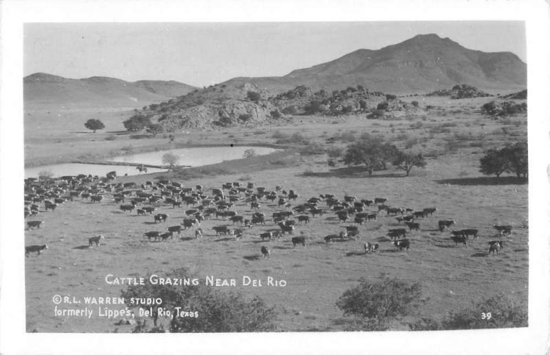 Del Rio Texas Cattle Grazing Real Photo Antique Postcard K107254