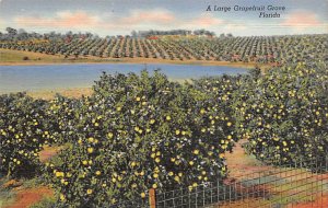 A large grapefruit Grove Florida, USA A large grapefruit Grove Florida, USA