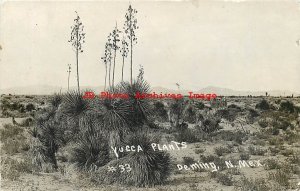 NM, Deming, New Mexico, RPPC, Yucca Plants, Photo No 33