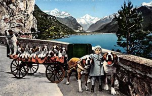 Dog Carriage Drawn Animals Unused 