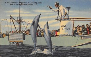 Marine Studios Jumping Porpoises at Feeding Time - Marineland, Florida FL  