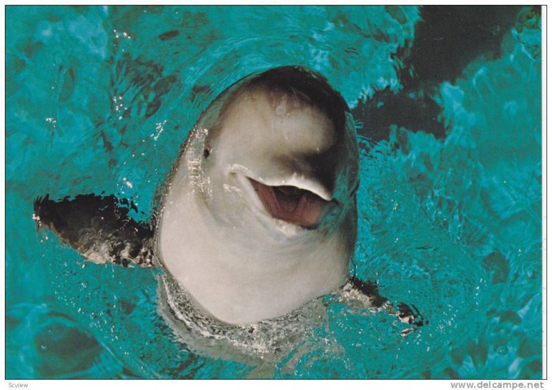 Artic White Whales, Beluga Whales, (Delphinapterus leucas) Vancouver, British...