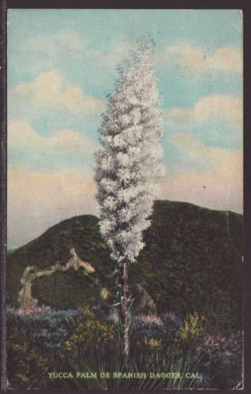 Yucca Palm,CA Postcard 