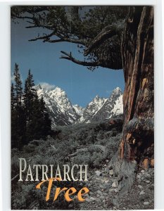 Postcard Patriarch Tree, Grand Teton National Park, Wyoming