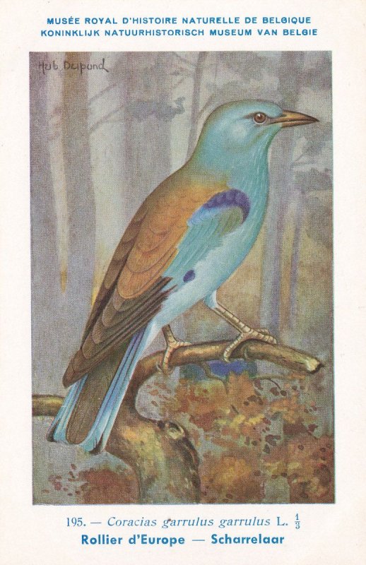 European Roller Coracias Garrulus Bird Antique Rare Postcard