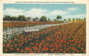 Postcard Pennsylvania Easton Hardy Oriental Poppies Fischer Meyer 23-4369