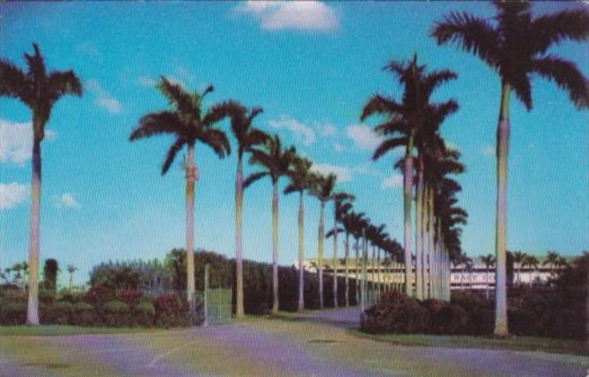 Alabama Hallandale Royal Palms Along Entrance To Gulfstream Park Race Course ...