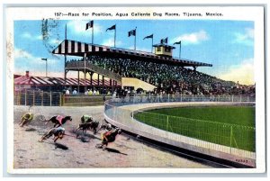 1937 Race of Position Agua Caliente Dog Races Tijuana Mexico Postcard
