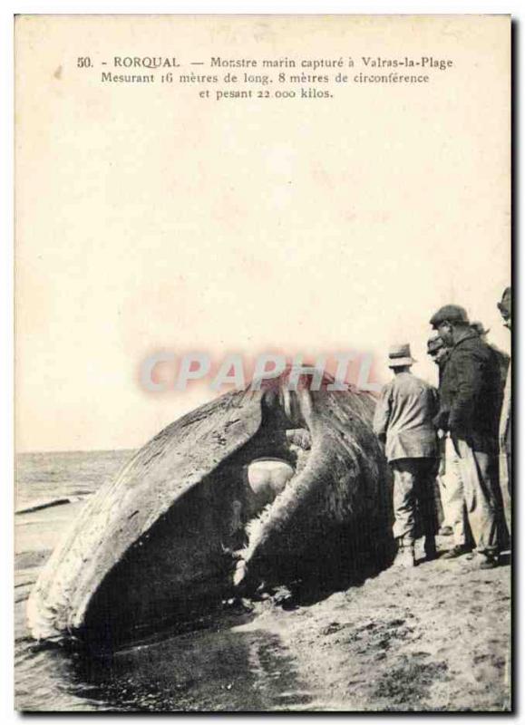 Postcard Old Fishing Sea Monster whale catch has Valras Whale Beach TOP