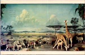 African Water Hole Diorama Museum of Science Boston c1957 Vintage Postcard R67