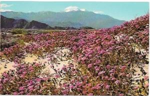 US Sand Verbenas, blooming on the desert, California - near Indio. Unused.