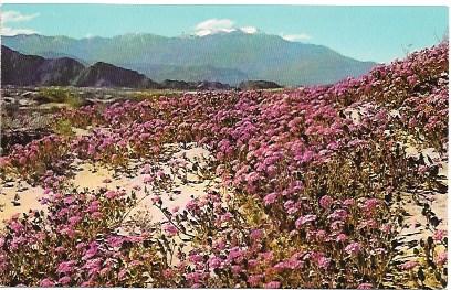 US Sand Verbenas, blooming on the desert, California - near Indio. Unused.