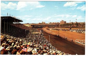 The Horse Races, Calgary,  Alberta, Stampede