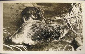 Alaskan Beaver Real Photo Postcard