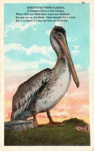 Vintage Postcard 1924 Greetings from Florida Gorgeous Bird Pelican Asheville Pos