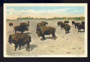 Amarillo, Texas/TX Postcard, View Of A Buffalo Herd On The Plain