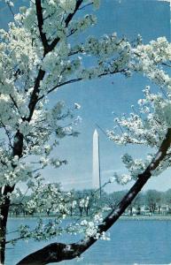 Washington Monument Cherry Blossoms Washington DC pm 1950's Postcard