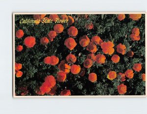 Postcard California Poppy, California State Flower, California