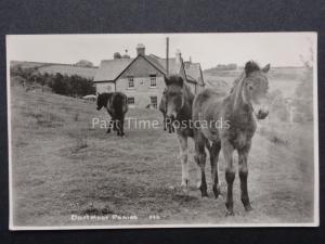 Devon: Dartmoor Ponies - Old RP Postcard by A.L.Ruth No.862