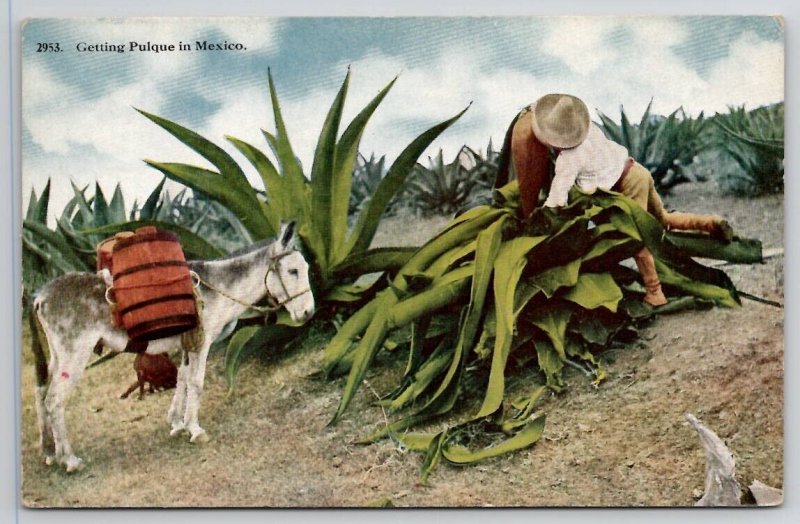 Mexico Donkey Waits For Man Getting Pulque Postcard R27