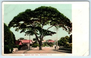 HONOLULU, HI  Hawaii    MONKEY POD TREE in Street   c1910s   Postcard 
